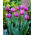 Tulip Attila - 5 Stk