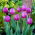 Tulip Attila - 5 Stk