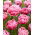 Tulipan 'Aveyron' - 5 stk