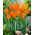Tulip 'Ballerina' - large package - 50 pcs