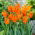 Tulip 'Ballerina' - large package - 50 pcs