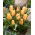 Tulip 'Batalinii Bright Gem' - large package - 50 pcs
