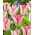 Tulip Beauty Trend - pacote grande! - 50 pcs.