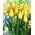Tulip Big Smile - pakej besar! - 50 keping - 