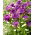 Tulip Blue Wow - 5 pcs