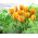 Tulip Blushing Apeldoorn - 5 Stk