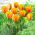 Tulip Blushing Apeldoorn - 5 Stk