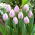 Tulip 'Candy Prince' - 5 pcs