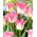 Tulipano 'Crown of Dynasty' - 5 pezzi