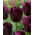 Tulip Cuban Night - 5 pcs - 