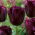 Tulip Cuban Night - 5 pcs - 