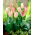 Tulip Flaming Purissima - 5 tk