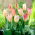 Tulip Flaming Purissima - 5 tk