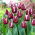 Tulipán 'Fontainebleau' - 5 db.