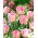 Tulip 'Foxtrot' - large package - 50 pcs