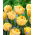 Tulp Foxy Foxtrot - 5 st - 