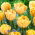 Tulp Foxy Foxtrot - 5 st - 