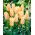 Tulip 'Für Elise' - paquete grande - 50 piezas