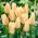 Tulip 'Für Elise' - 5 pcs