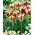 Tulip Grand Perfection - large package! - 50 pcs