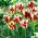 Tulip Grand Perfection - 5 Stück