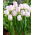 Tulip Gwen - 5 kom