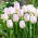 Tulip Gwen - 5 kom