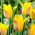 Tulip Kolpakowskiana - 5 pcs