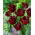 Tulip Labrador - 5 adet - 