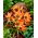 Tulp Little Princess - groot pakket! - 50 stuks - 