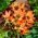Tulp Little Princess - groot pakket! - 50 stuks - 