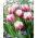 Tulpan Melrose - stort paket! - 50 st