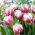 Tulpan Melrose - stort paket! - 50 st