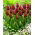 Tulip National Velvet - 5 pezzi