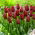Tulip National Velvet - 5 pezzi