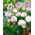 Tulip Normandie - 5 piezas