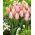 Tulip Poco Loco - ¡paquete grande! - 50 pcs