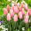 Tulip Poco Loco - ¡paquete grande! - 50 pcs