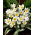 Tulip Polychroma - großes Paket! - 50 Stück