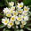 Tulip Polychroma - großes Paket! - 50 Stück