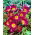 Tulip Pulchella Odalisque - 5 pcs