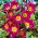 Tulip Pulchella Odalisque - large package! - 50 pcs
