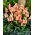 Tulipan Quebec - 5 stk.