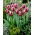 Tomate tulipe - 5 pieces