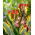 Papagaio Tulip Rasta - 5 pcs.
