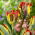 Papagaio Tulip Rasta - 5 pcs.