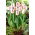 Tulip Salvo - large package! - 50 pcs