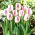 Tulip Salvo - large package! - 50 pcs