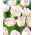 Tulip Shirley Doble - 5 piezas