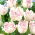 Tulip Shirley Doble - 5 piezas